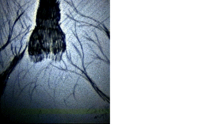Newgrounds archive #1012924